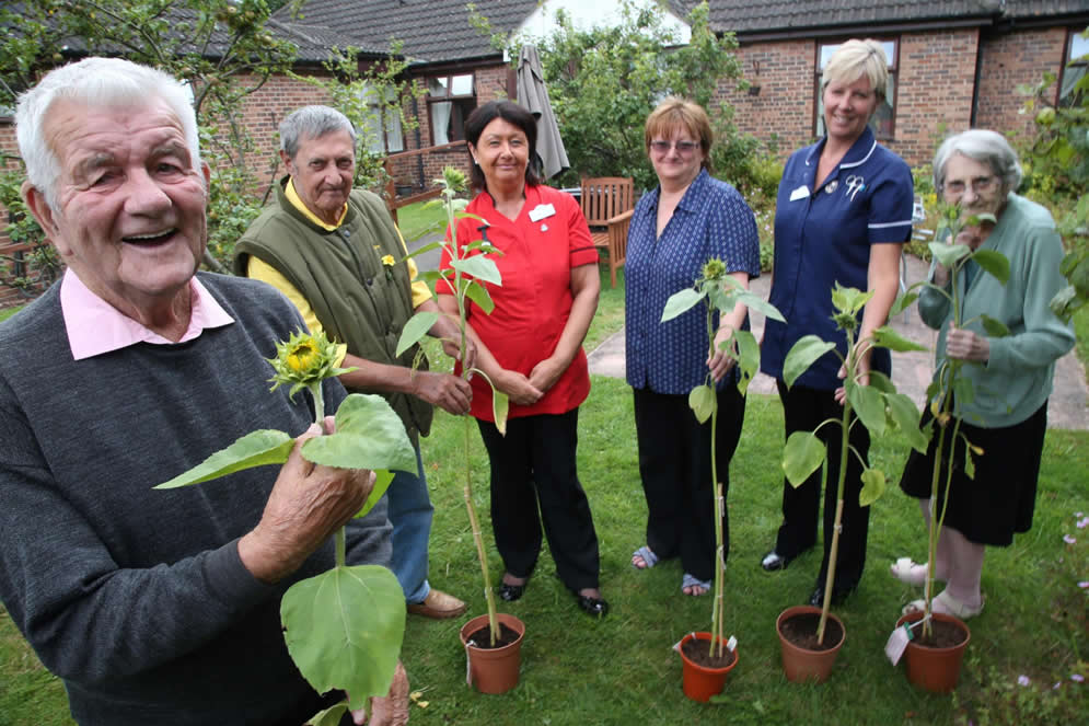 Sunflowers bloom in memory of First World War heroes at Sedgefield care home