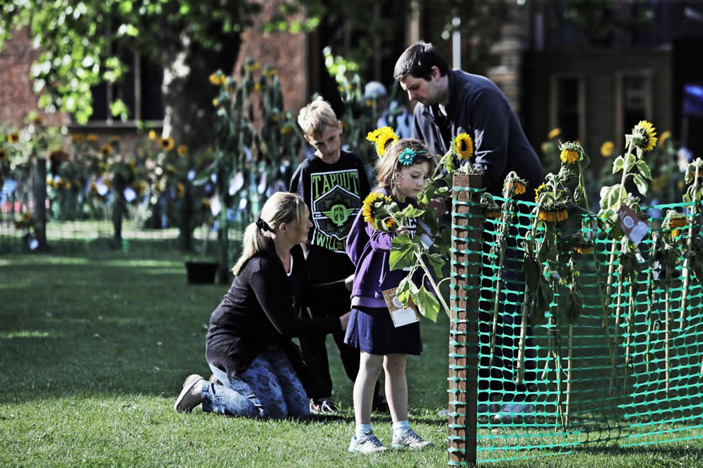 Sunflowers make a golden tribute