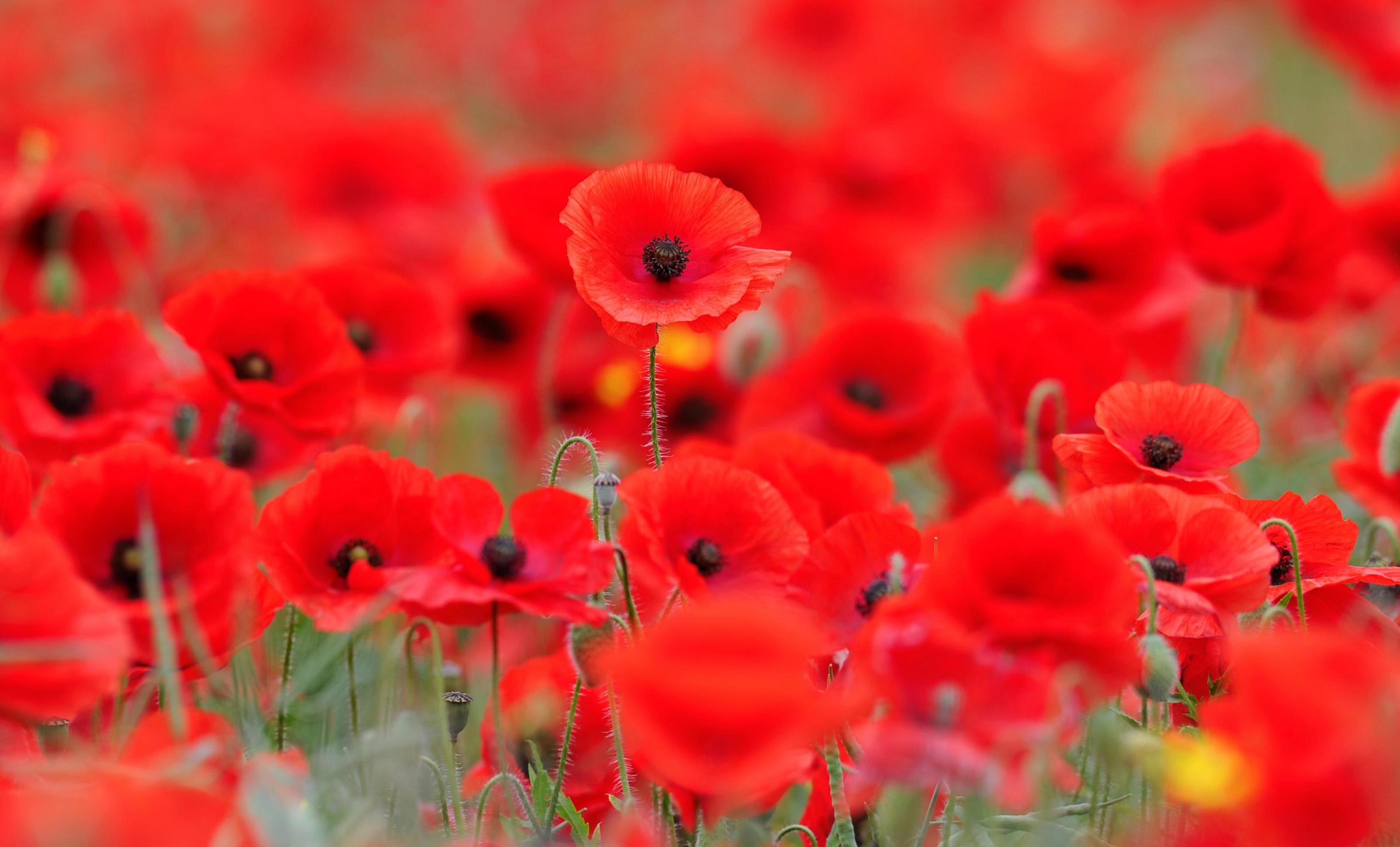 Candles, poems and music for First World War remembrance evening