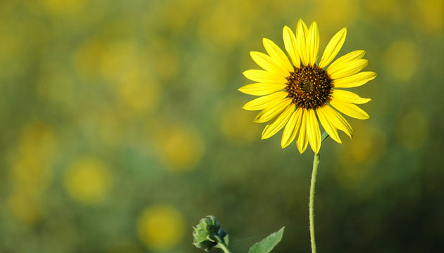 1,245 sunflowers will mark Stockton’s war dead